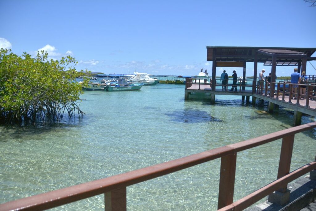 Best snorkeling spots in Isabela Island in Galapagos - Puerto Villamil.