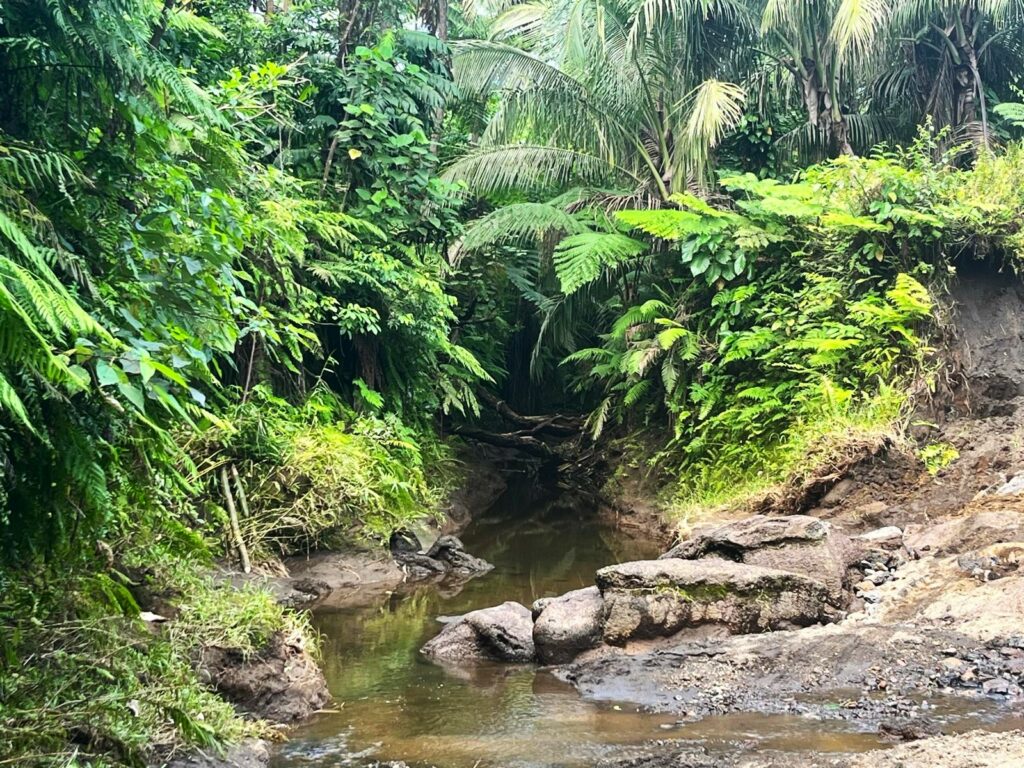 Top attractions and things to do in Tanna Island in Vanuatu for adventurous traveler. Jungle hiking Tanna Island