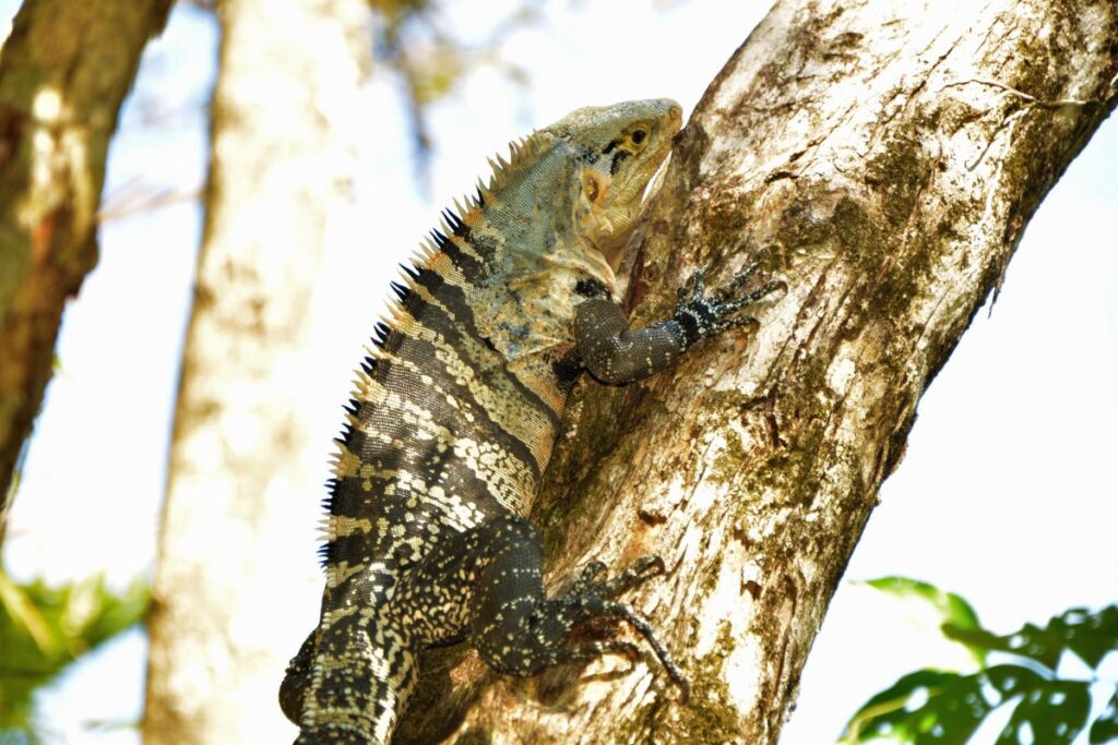 Manuel Antonio National Park - best itinerary for Costa Rica.