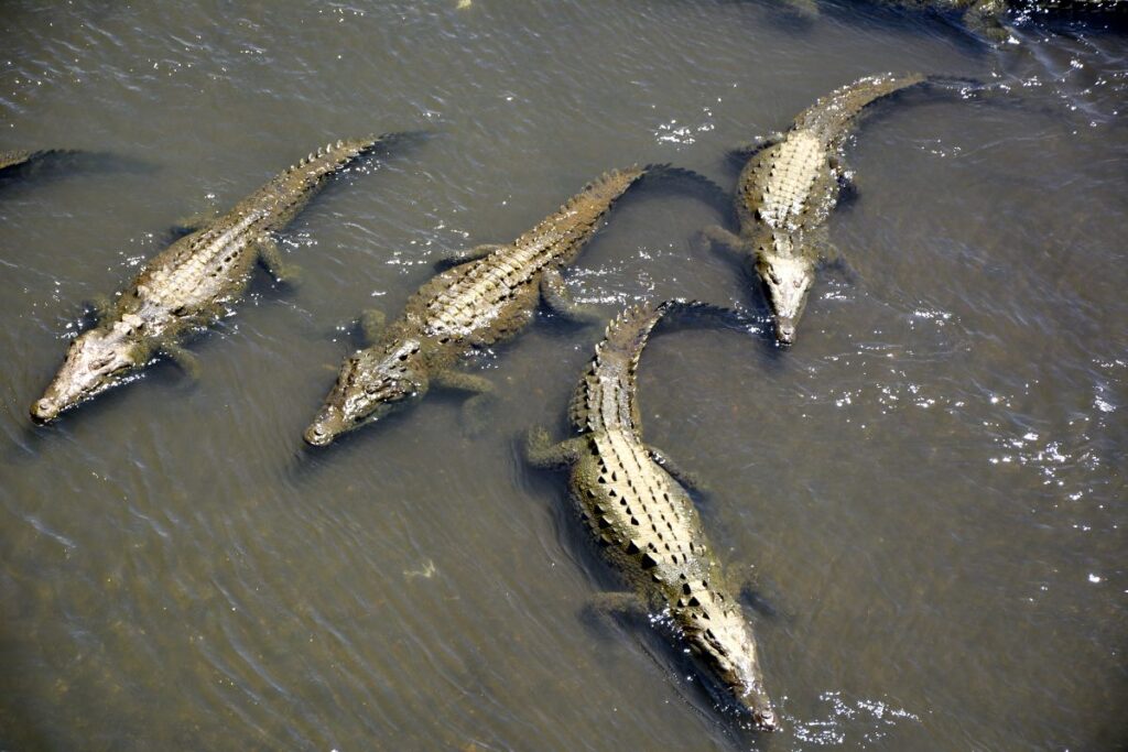 Crocodiles Bridge - Top adventurous itinerary for Costa Rica.