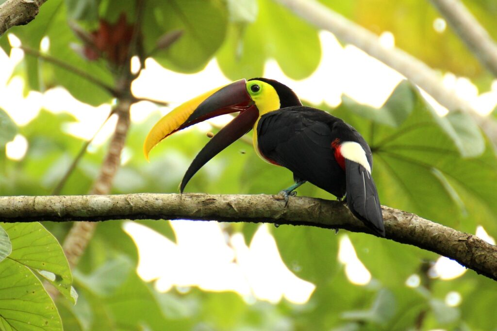 Brown back-toucan, costa rica-Manuel Antonio National Park.