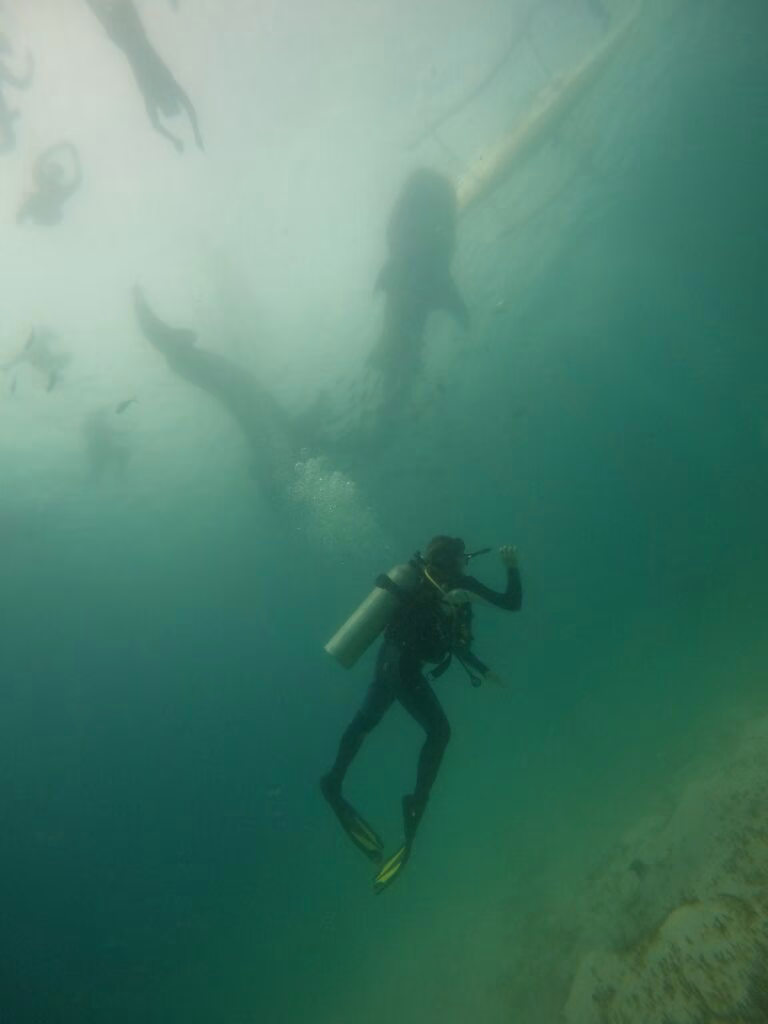 Swimming with whale sharks Oslob - 7 wonders of Philippines.