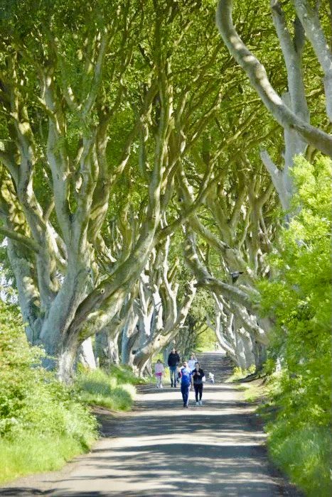 The dark Hedges - 10 best places to visit in Ireland.