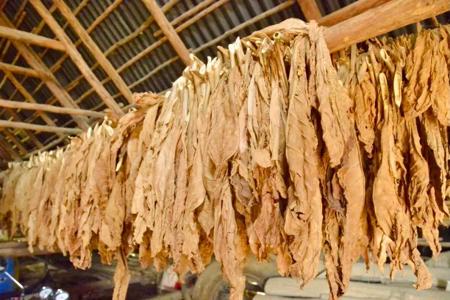 How to Get from Havana to Vinales Valley - Tobacco Farm.