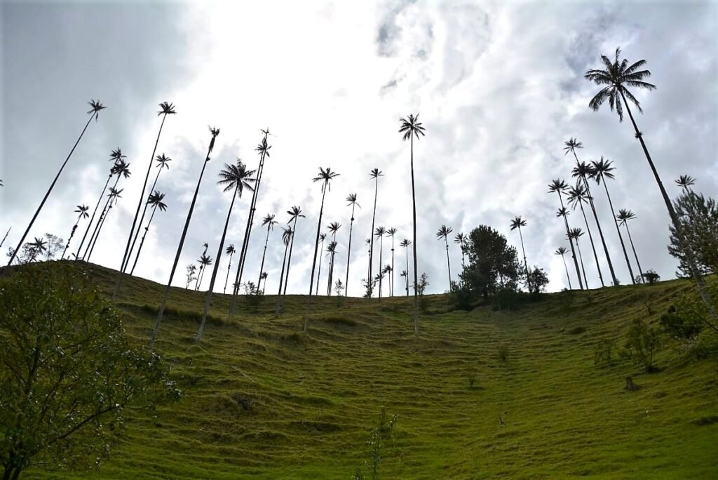 Full travel guide on hiking Cococra Valley from Salento in Colombian Andes.