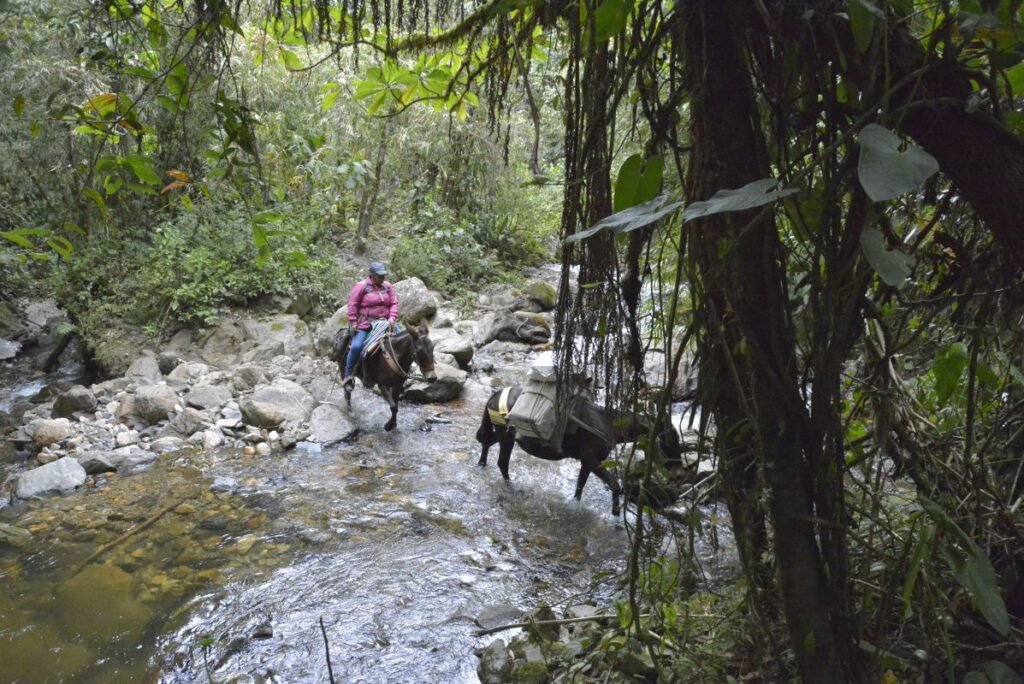 Full travel guide on hiking Cocora Valley from Salento in Colombian Andes.