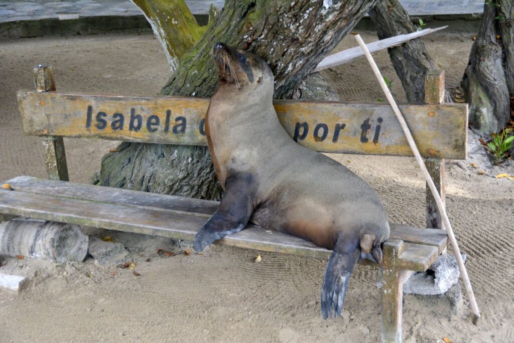 Things to do on Isabela Island