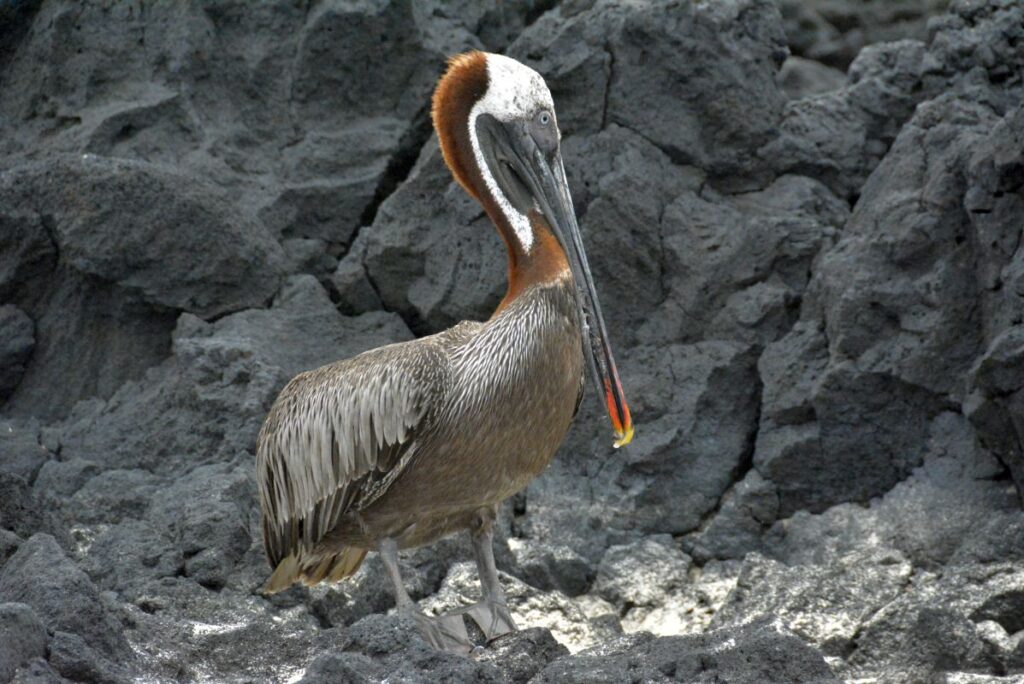 Things to do on Isabela Island