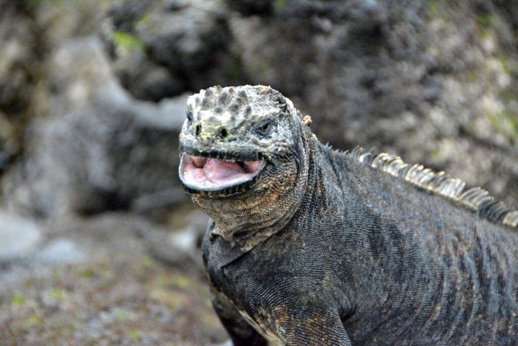 Things to see in Santa Cruz galapagos