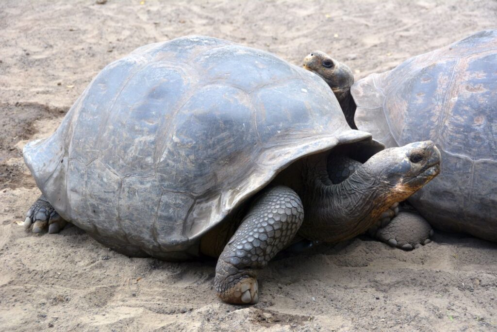 Things to do on Isabela Island