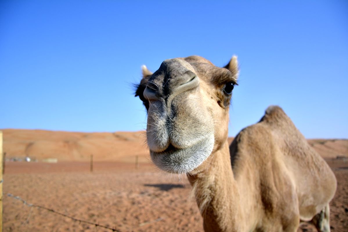 Incredible red desert camp in Oman – Wahiba Sands.