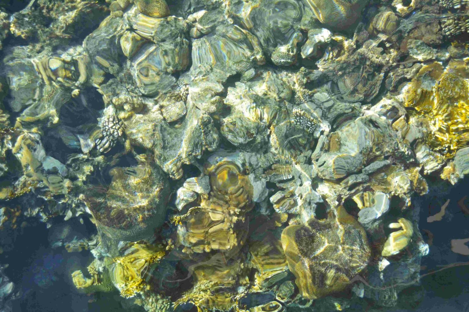 Best spots for snorkeling & diving in the Red Sea, Gulf of Aqaba.