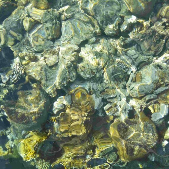 Best spots for snorkeling & diving in the Red Sea, Gulf of Aqaba.