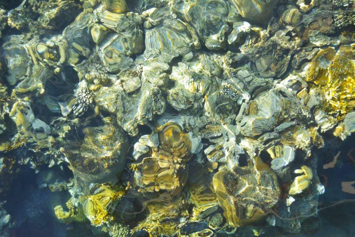 Best spots for snorkeling & diving in the Red Sea, Gulf of Aqaba.