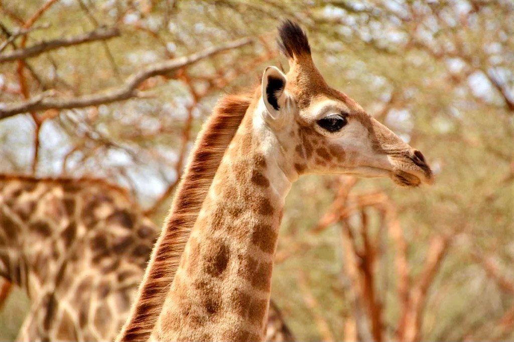 ziraffe in Senegal