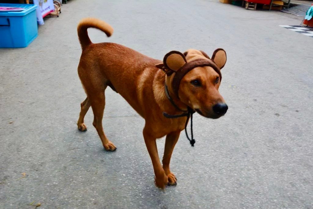 dog with bear hat in Pat Thailand