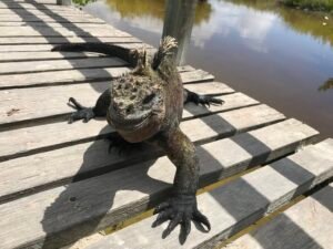 Complete travel guide to Galapagos Islands for solo traveleres.