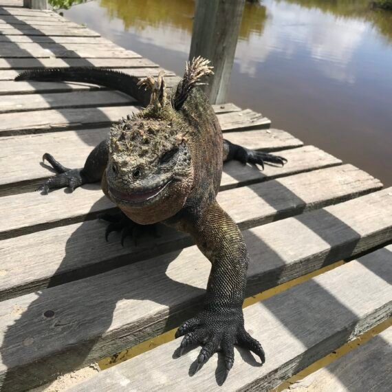 Complete travel guide to Galapagos Islands for solo traveleres.