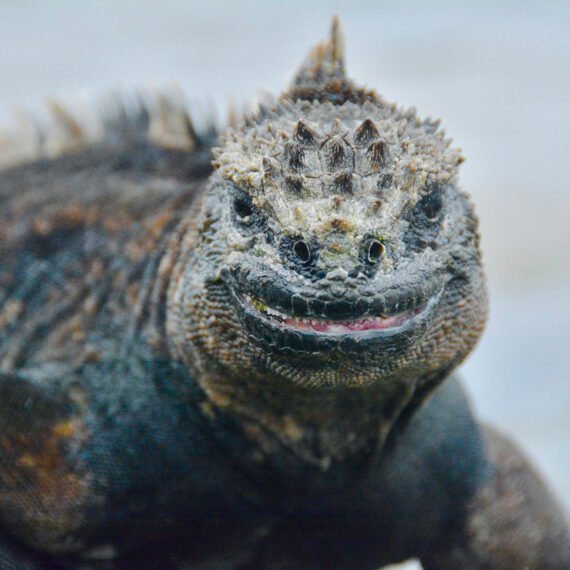 Top adventurous things to do on Isabela Island Galapagos.