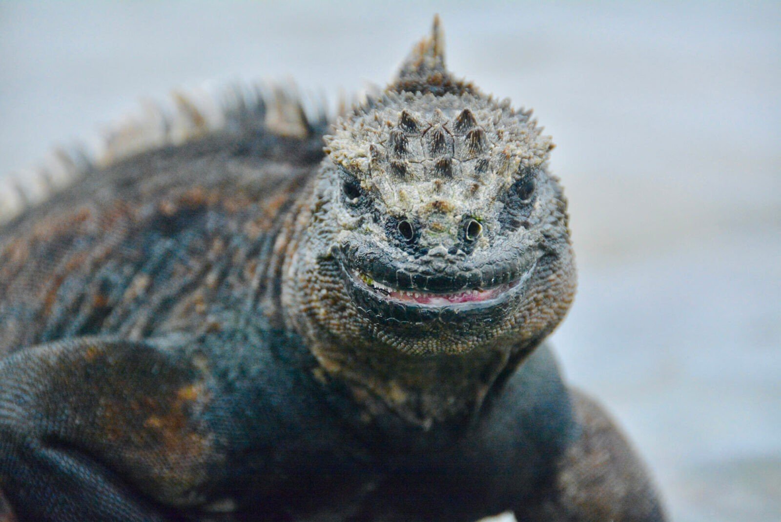 Top adventurous things to do on Isabela Island Galapagos.