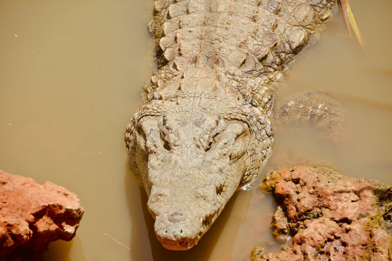 Bandia National Park safari experience in Senegal.