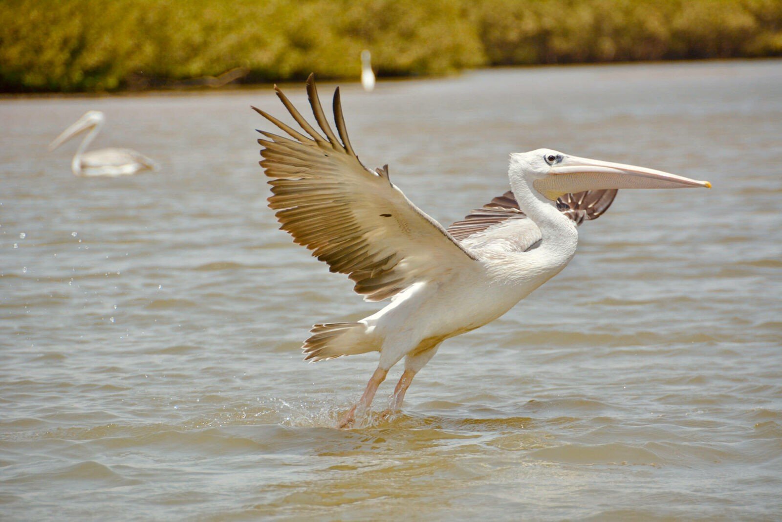 Best one-day trips from Dakar, Senegal.