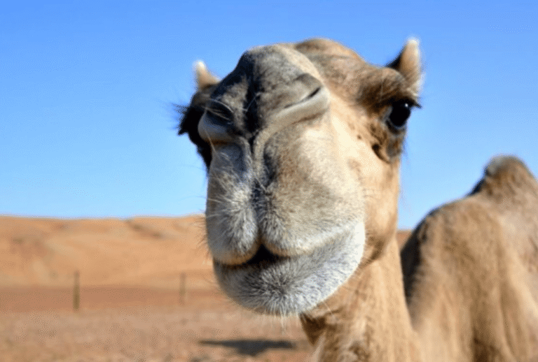 Untitled design - 2026-01-06T152826