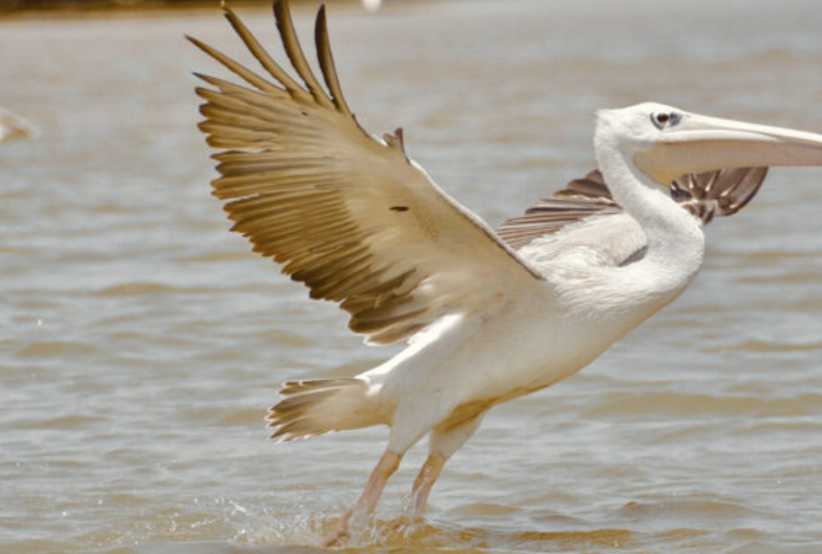 Untitled design - 2026-01-06T162109