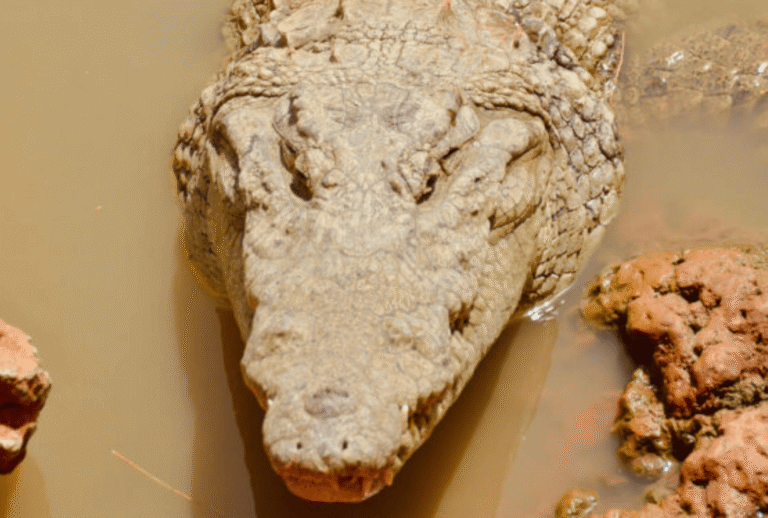 Untitled design - 2026-01-06T163452