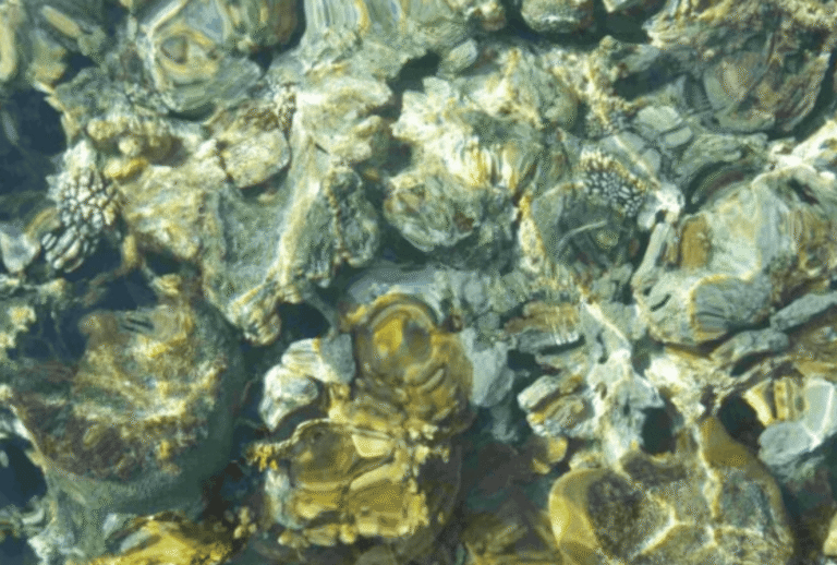 Untitled design - 2026-01-06T164924