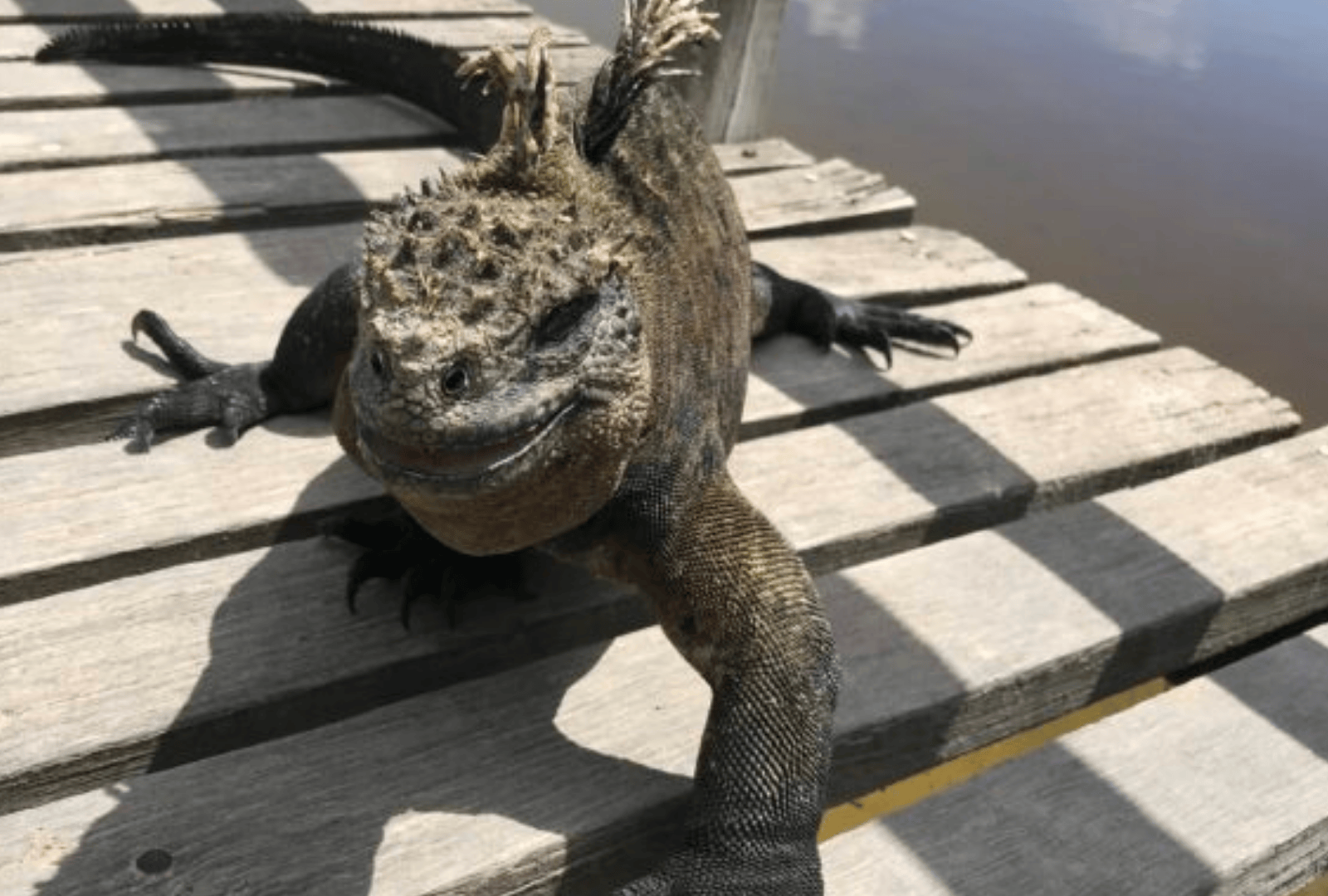 Untitled design - 2026-01-06T165505