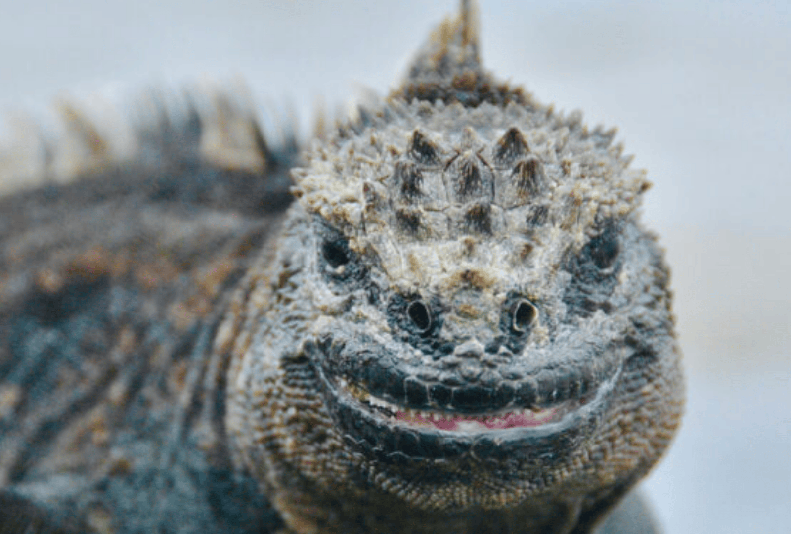 Untitled design - 2026-01-06T165647