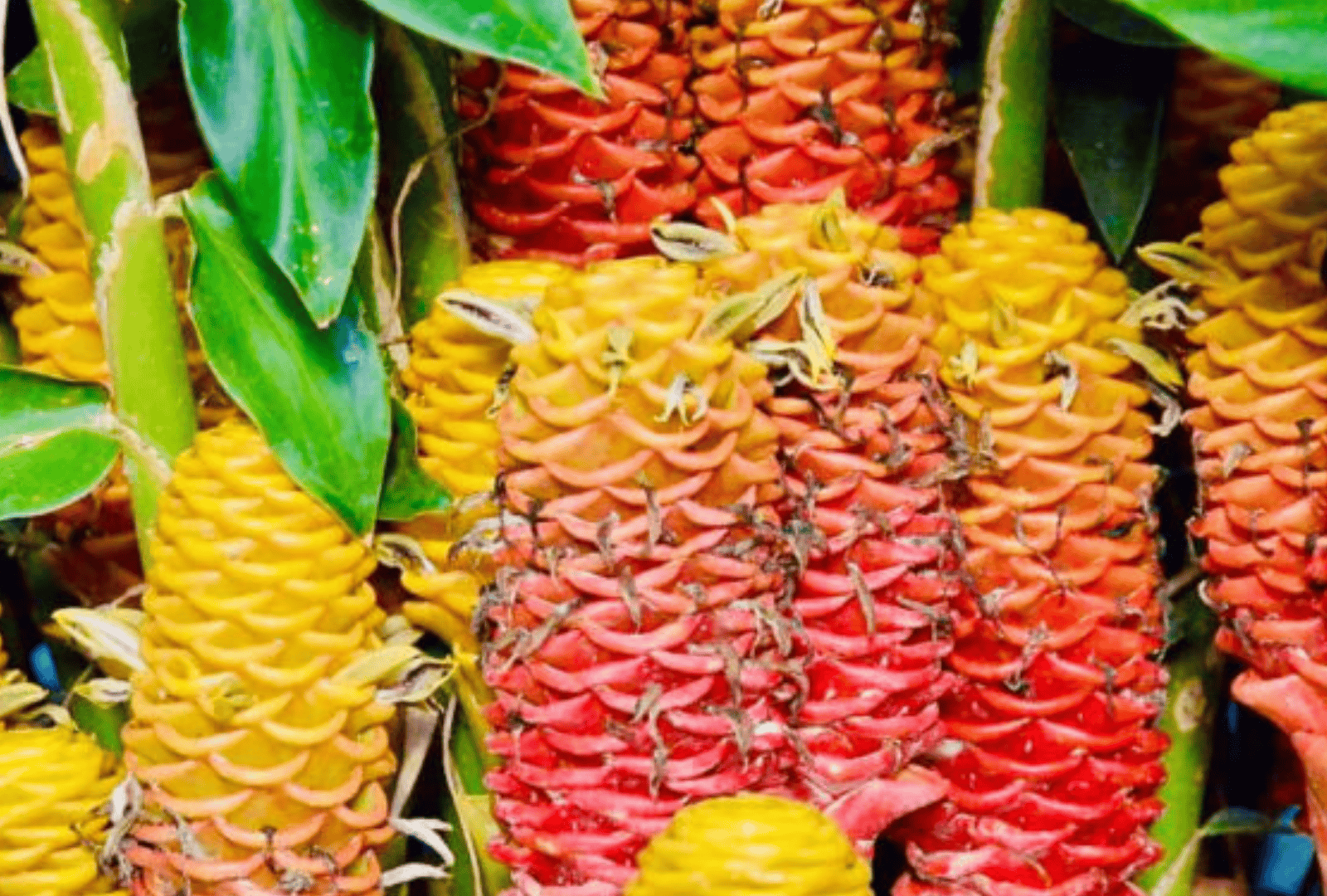 Untitled design - 2026-01-06T170134