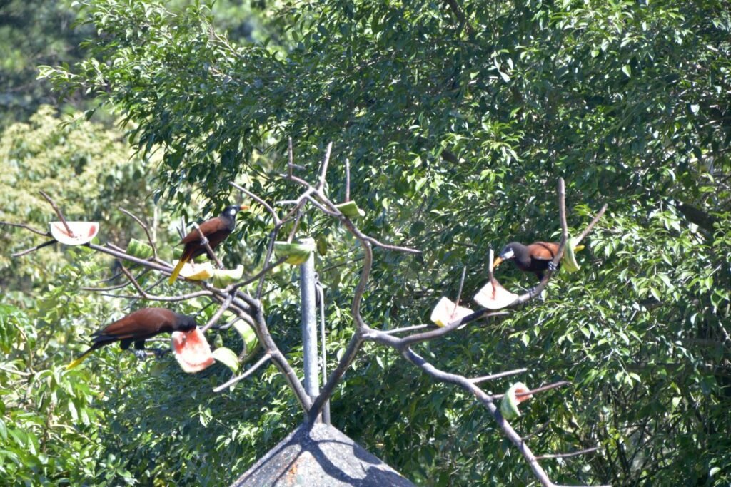 Top adventurous things to do in La Fortuna Costa Rica the amazing volcano hiking hub!