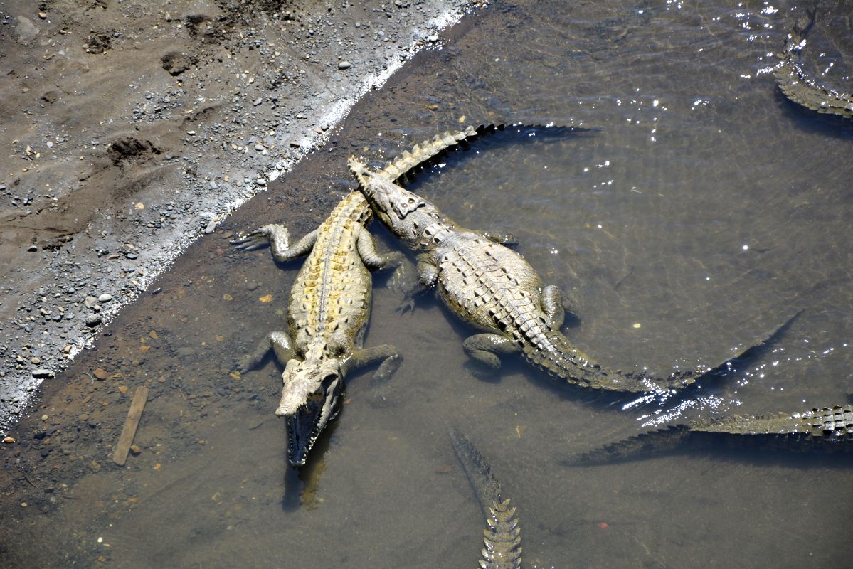crocodile bridge Costa Rica