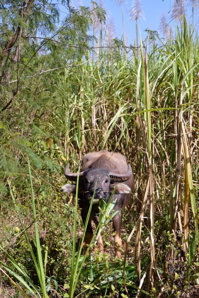 3-day trekking from Inle Lake to Kalaw Myanmar