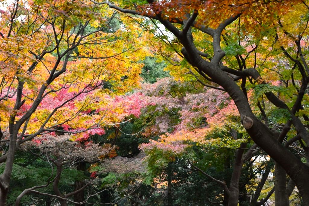 Yoyogi Park - Things to do in Meiji Jingu Tokyo's most important Shrine.
