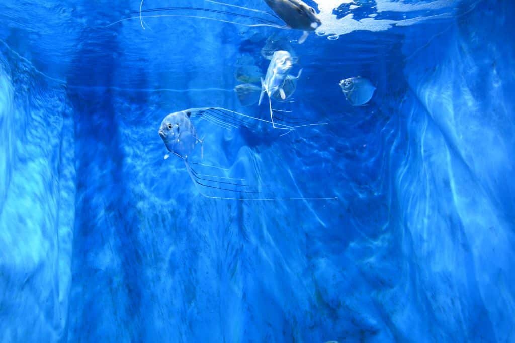 Watching whale sharks in Okinawa Churaumi Aquarium.