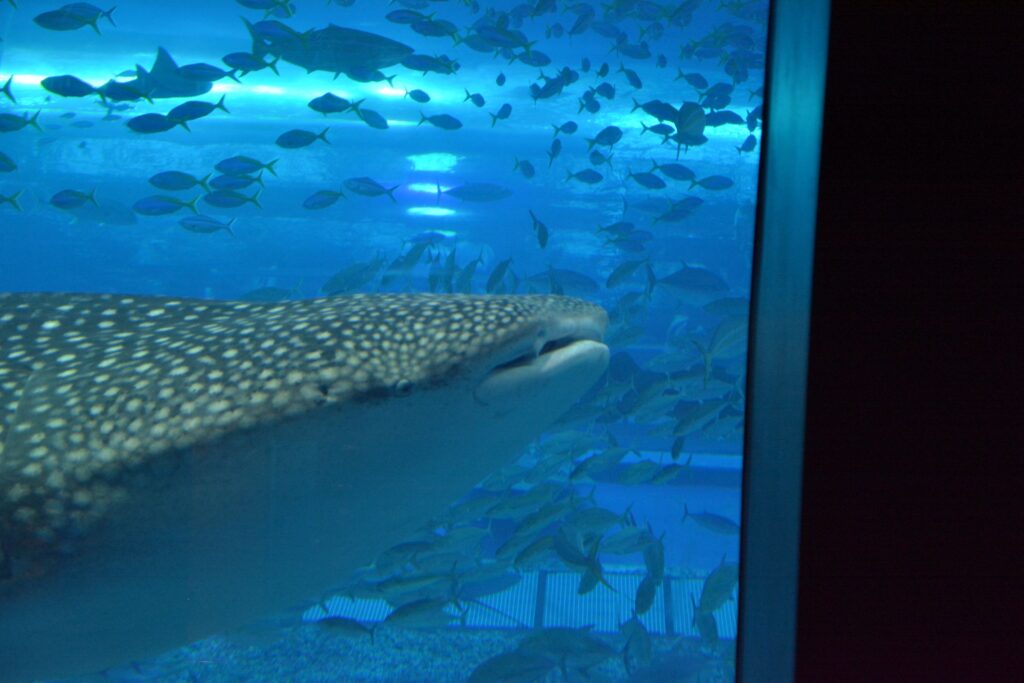whale sharks in Okinawa Churaumi Aquarium