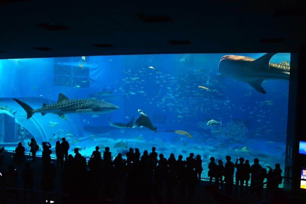 Watching whale sharks in Okinawa Churaumi Aquarium.