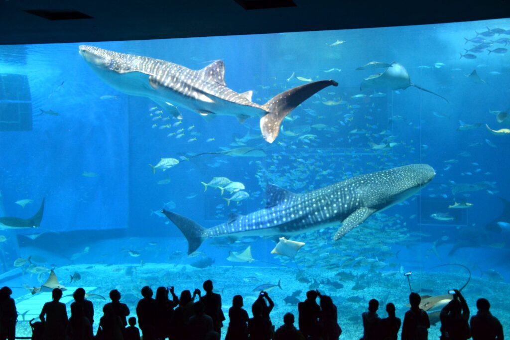 whale sharks in Okinawa Churaumi Aquarium
