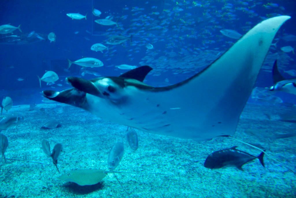 Ray in aquarium