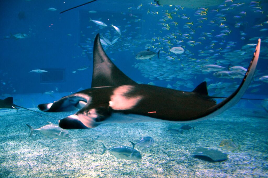 whale sharks in Okinawa Churaumi Aquarium