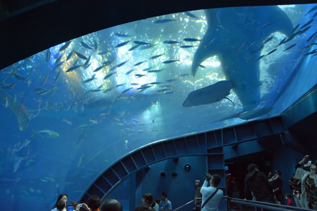 whale sharks in Okinawa Churaumi Aquarium