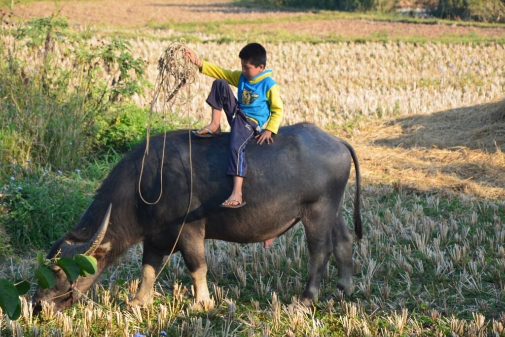 Things to do in Hsipaw, Myanmar.