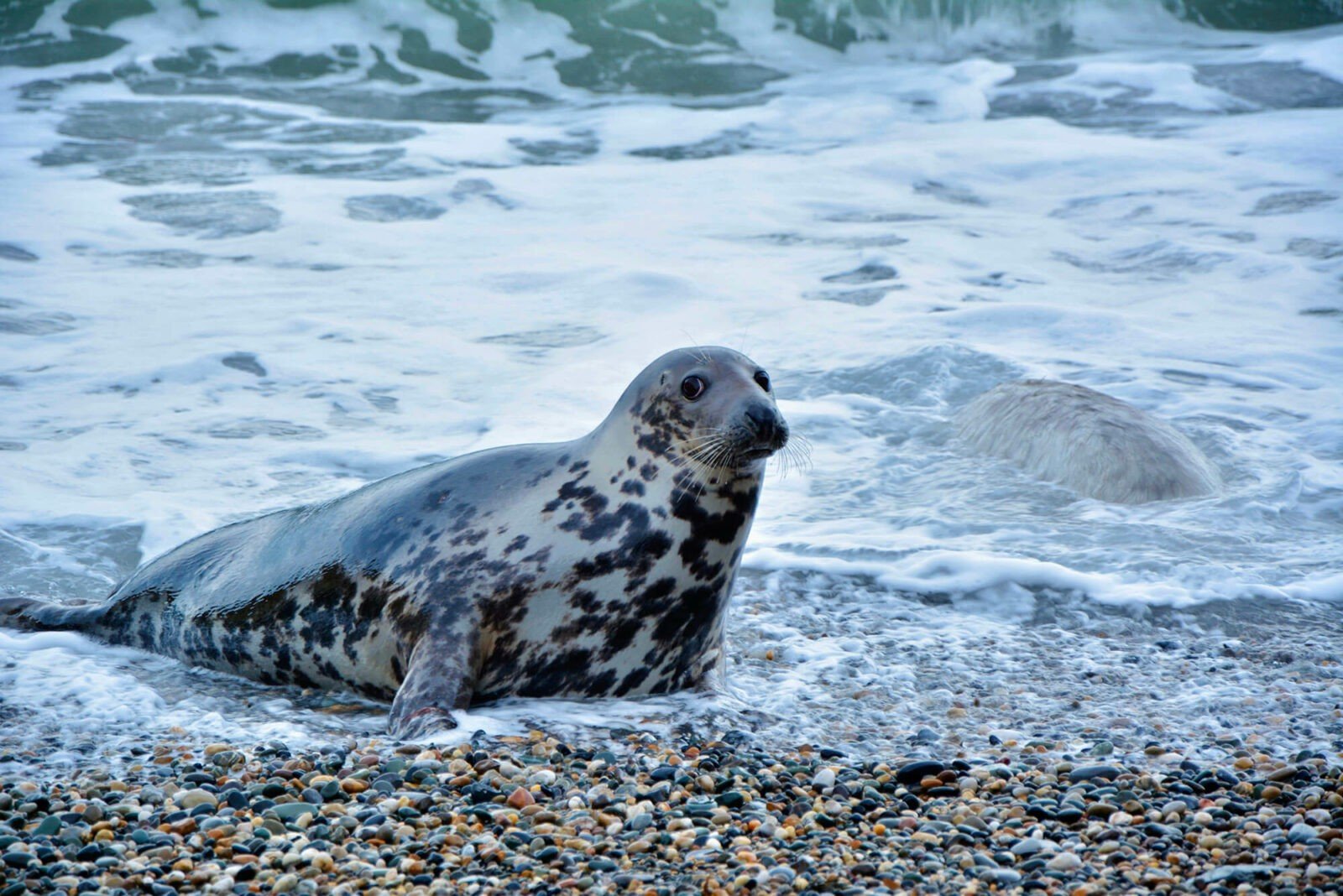 Exceptional things to do in Howth fishing village in Dublin.