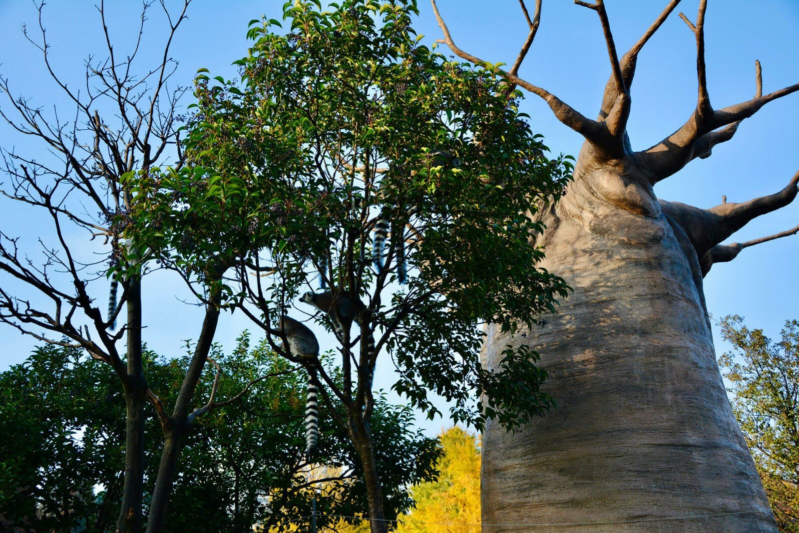 Ueno Park, the oldest zoo in Tokyo