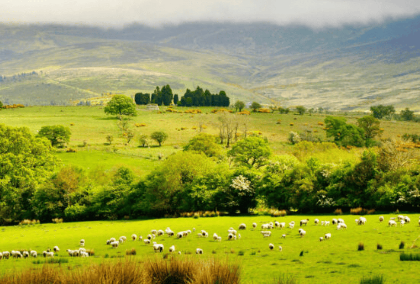 Untitled design - 2026-01-06T171850