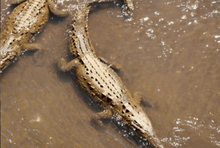 Untitled design - 2026-01-06T175819