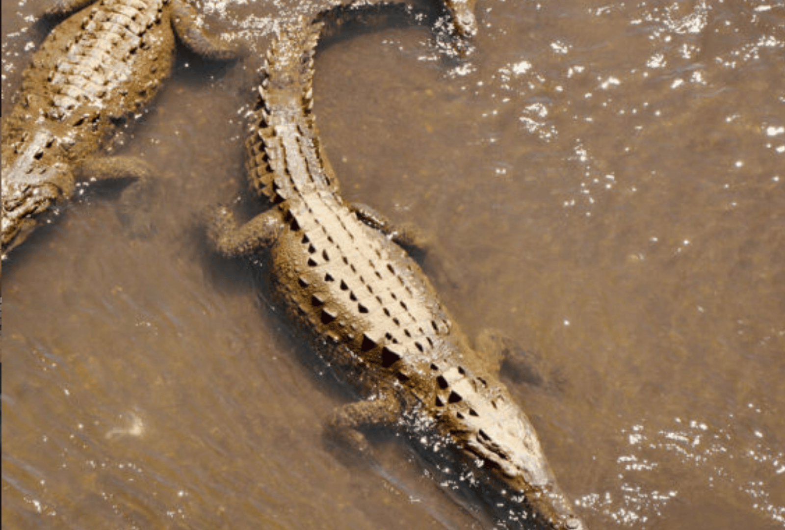 Untitled design - 2026-01-06T175819